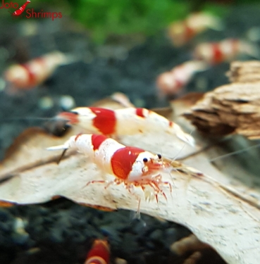 Red Bee 10er Mix Paket